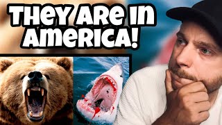 Brit Reacts to The Most DANGEROUS ANIMALS In The UNITED STATES [upl. by Farrison285]