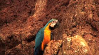 the parrots of the rainforest [upl. by Evelin652]