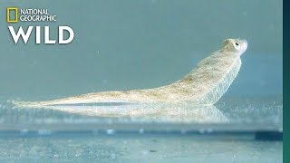 Flatfish Walks Using FingerLike Fins  Nat Geo Wild [upl. by Jayme644]