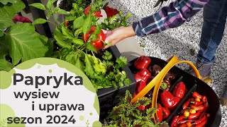 Papryka Wysiew i uprawa papryki jak uprawiać żeby mieć obfite plony Sezon 2024 [upl. by Aihsetal]