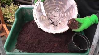 Planting Begonia Corms [upl. by Rusty457]