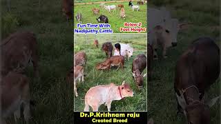 Cute little cows in my FARM viral viralvideos viralvlogs miniature trending cute animals yt [upl. by Notxam45]