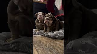 Their growl 🥹🐶 petlover puppy bulldog bulldogslove dogbreed doglover puppylife [upl. by Tim14]