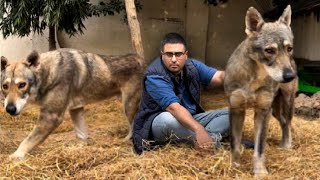 Biggest Wolf Dogs In this World Behaviour As it is German Shepherd Dogs HsnEntertainment [upl. by Elo]