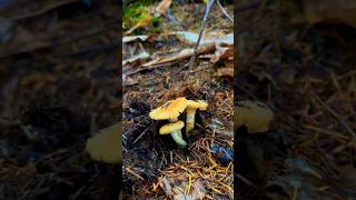 Chanterelle season is in full swing  mushroom foraging fungi nature [upl. by Ecertak586]