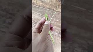 Cassava shoots are good for vegetables fruits nature food [upl. by Nannoc]