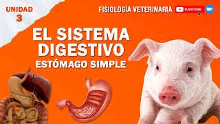 FISIO2UNIDAD3SISTEMADIGESTIVOSIMPLE [upl. by Omor]