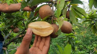 En el Campo Cortando y Disfrutando de unos Ricos Zapotes 😋Los Conocen 🤠 [upl. by Amluz678]