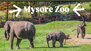 Mysore Zoo  Sri Chamarajendra Zoological Gardens  Wild Life  Bhavanabytes [upl. by Ozzie]