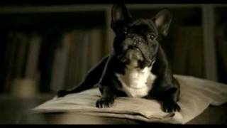 Schweppes Dog TVC by McCann Bucharest [upl. by Kery]