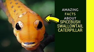 Spicebush swallowtail caterpillar facts Swallowtail caterpillar sting and life cycle [upl. by Yort]