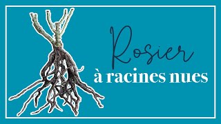 Acheter un rosier à racines nues une bonne idée [upl. by Alverta]