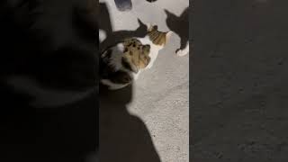 Rızık Zamanı 😻😻 shortvideo cat rızık keşfet [upl. by Sucul]