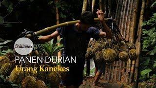 BERBURU DURIAN DI BADUY [upl. by Oirramed343]