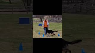 AKC fetch at Wantage Dog Dome [upl. by Biebel]