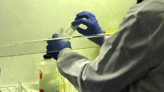 How Do Process a Urine Sample  Francesca Albertini [upl. by Annitsirhc216]