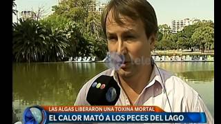 Se develó el porqué de los peces muertos en Palermo  Telefe Noticias [upl. by Studley]