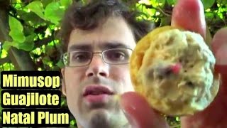 Natal Plum Mimusops Balata and Guajilote  Weird Fruit Explorer Ep 65 [upl. by Adama]