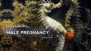 How Male Seahorses Evolved to Give Birth [upl. by Nnaeed]