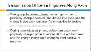 Transmission Of Nerve Impulses Along Axon  Resting Depolarisation Repolarisation [upl. by Brost]