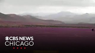 Chiles Atacama Desert blooms in middle of winter [upl. by Broderic]