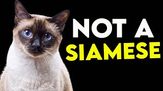 How To Tell If Your Cat Is A SIAMESE EASY [upl. by Notsecnirp]