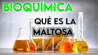 23 ¿QUÉ ES LA MALTOSA  BIOQUÍMICA [upl. by Naggem737]