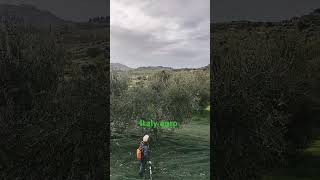 Watch a video of olive groves in Italy youtuber grapevine olivegroves olivetasting olivefarm [upl. by Eeloj]