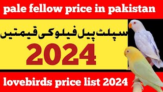 split pale fallow price in pakistan 2024  pale fellow price update 2024  lovebirds price 2024 [upl. by Adnyl]