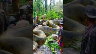 Green Anaconda  Worlds Biggest Snake 🐍 [upl. by Narot]