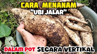 Cara Menanam Ubi Jalar Dalam Pot Dengan Menggunakan Lanjaran  Menanam Ubi Jalar Secara Vertikal [upl. by Ahsinrats]