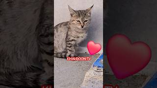 Small kitten so cute one iraq pasha city sulaymaniyah kitten cat stampycat [upl. by Yalahs53]