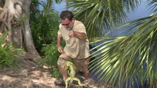 Iguana invasion poses health threat in South Florida [upl. by Meaghan181]