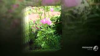 Incarvillea  garden plants [upl. by Karolyn878]