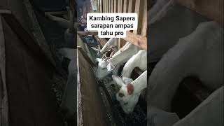 Kambing Sapera sarapan ampas tahu pro kambingsapera ampastahu [upl. by Amara]