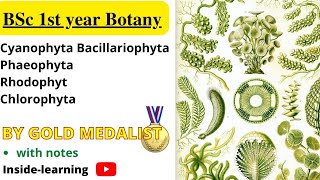 Cyanophyta algaeBrown algae phaeophytaChlorophytaRhodophta algae Insidelearning [upl. by Nyrehtac]