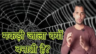 Makdi जाला कैसे बनाती है  Spider  Jaala  Home  AC Prashant [upl. by Lowis]