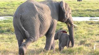 mother elephant with newbornMOV [upl. by Llenahc]