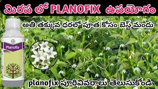 మిరప లో planofix ఏ విధముగా ఉపయోగపడుతుంది planofix ఎప్పుడు వాడాలి తెలుసుకుందాం తక్కువ ధరలొ బెస్ట్ [upl. by Onivla498]