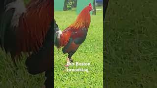 Gcgf game farm Batangas shortvideo chicken roosters shortviral [upl. by Biddick]