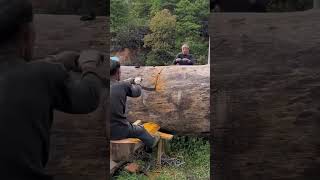 Hand saw cutting process of oak wood [upl. by Odom]