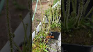 Drosera Filiformis Tracyi plantacarnivora flores plantas [upl. by Yelyac223]