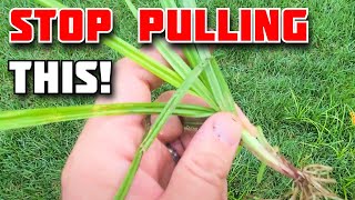 SECRETS to stopping Nutsedge [upl. by Alper172]