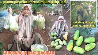 Panen paya kalifornia melimpah ruah 4 batang pohon pepaya dapat segini banyaknya ⁉️ [upl. by Airal]