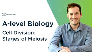 Cell Division Stages of Meiosis  Alevel Biology  OCR AQA Edexcel [upl. by Fawna670]