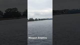 Mayport Dolphins [upl. by Adnilram294]