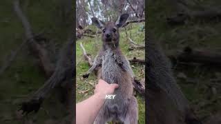 The FUNNIEST Kangaroo Encounter EVER [upl. by Nywra]