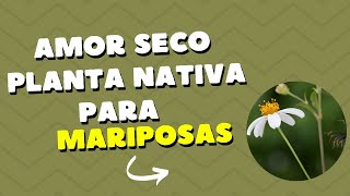 Planta nativa para mariposas  Amor seco Bidens pilosa germinación rápida [upl. by Mahda580]