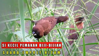 Suara Burung Emprit Di Alam Lonchura Leucogastroides [upl. by Lamek]