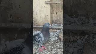 New entry ❤️GPPetsParkal gppetsparkal parkal chennairacingpigeon gppetsparkal warangal [upl. by Geoff]